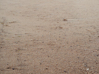 Coastal sand and shells.
