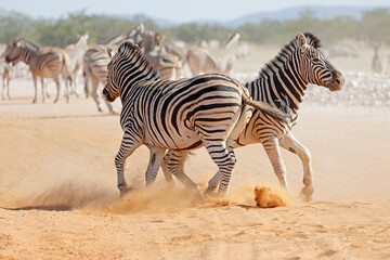 Two plains zebra stallions (Equus burchelli) fighting, Etosha National Park, Namibia.