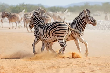 Fotobehang Twee vlaktes zebra hengsten (Equus burchelli) vechten, Etosha National Park, Namibië. © EcoView