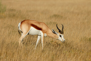 Springbok antelope (Antidorcas marsupialis) in natural habitat, Etosha National Park, Namibia.