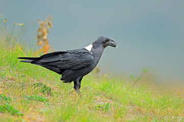 A white-necked raven (Corvus albicollis) sitting on green grass, South Africa. - obrazy, fototapety, plakaty