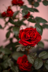 Close up of beautiful classic red garden roses
