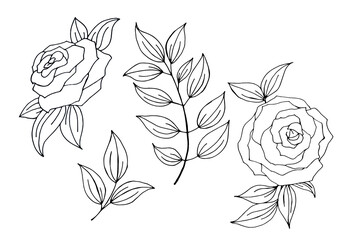 Flowers set of roses and leaves. Elements for desing or coloring book. Isolated on white background. Doodle simple vector collection.
