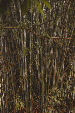nature banckground onf green bamboo trees