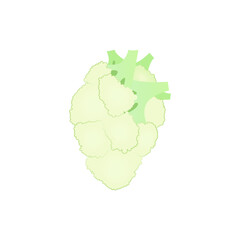 human heart from cauliflower