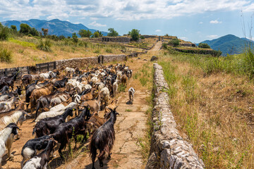 Goats roaming in Norba, ancient town of Latium on the western edge of the Monti Lepini, Latina...