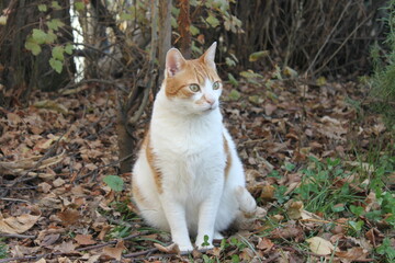 Fototapeta na wymiar gato blanco y naranja