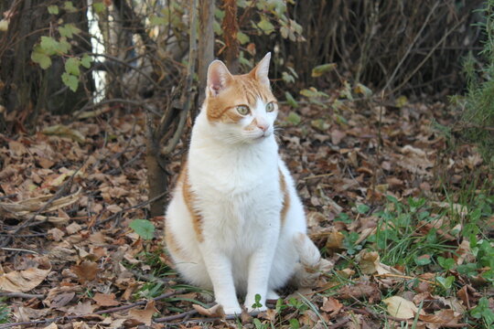 gato blanco y naranja