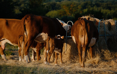 Hereford cattle herd shows cows around round bale feeder on beef ranch in Texas field.