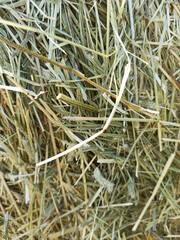 fresh green hay background. outdoor. sunny evening