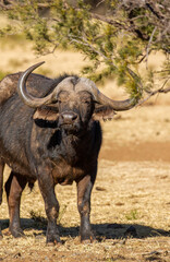 Cape or African buffalo bull on a game farm, South Africa