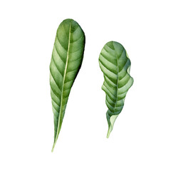 Hand Drawn Ginger LEAVES watercolor sketch. Illustration For Food Design.