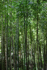 Bamboo forest in the south of France