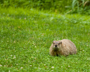 Ground hog marmot eating green clover in the spring, Lancaster PA.