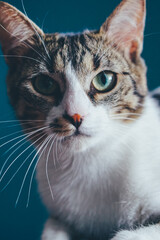 White Cat sitting and posing 