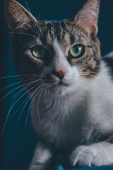 White Cat sitting and posing