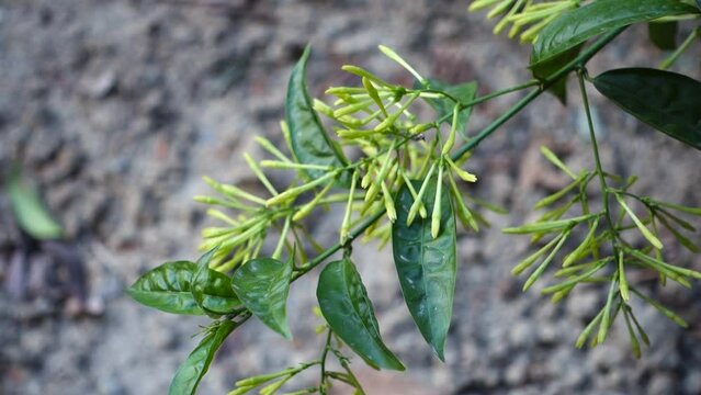Djeruk limau commonly know as lime or lemon plant leaves, buds ,flowers and stem in an Indian garden.