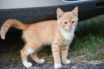 Ginger small kitten at the car standing and watching distance, domestic cat