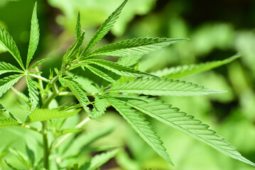Close-up cannabis leaves, wild hemp photo. Natural drug for medical aims