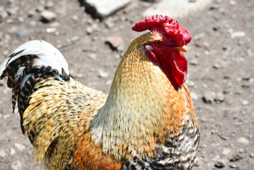 Portrait of beautiful rooster,poultry farming . Photo 