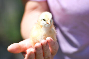Adorable newborn chick in human hands, fluffy cute chick photo