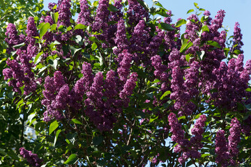 Blossoming decorative lilac tree on spring