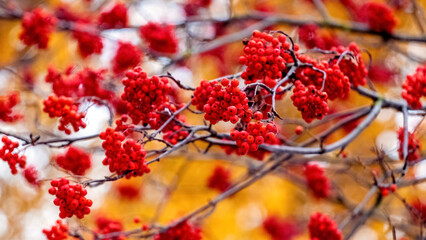 Red rowan berries on a tree in autumn