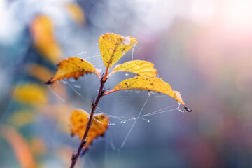 Apple tree branch with yellow autumn leaves in the garden