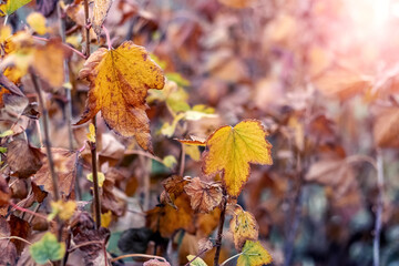 Currant bush with dry autumn leaves in the garden in sunny weather
