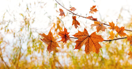 Maple branch with orange autumn leaves in the forest on a light background