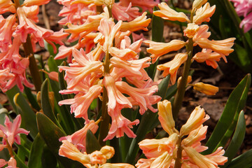 the first flowers of the plant are shot in early spring