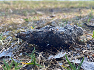 Pellet from a Ural Owl.