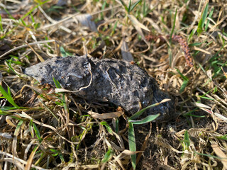Pellet from a Ural Owl.