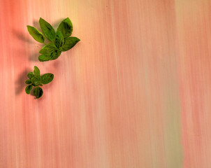 Top view of basil leaves on pastel multi-colored flat surface room for text