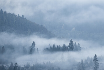 Fototapeta premium Morning autumn scene with fog crawling in forest, coniferous woodland, Slovakia, Europe