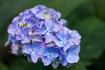 blue-violet garden hydrangea