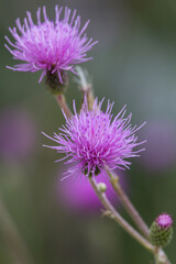 Cardo morado