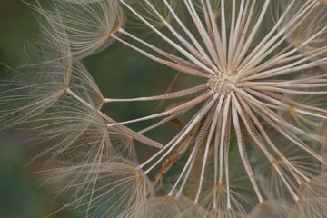 Semillas macro de planta Taxacum en Barxel, Alcoy