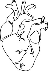 One line vector illustration. Human heart. Organ.