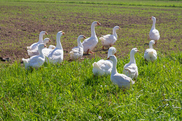 White domestic geese graze in the meadow in summer or spring