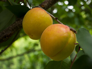 Ripe large apricots on a tree branch.
organic fruits.
