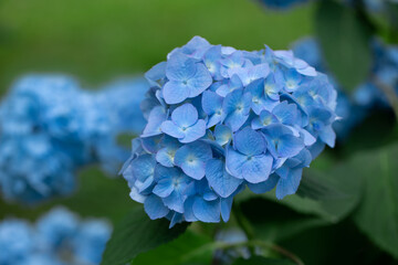 Obraz premium hortensja ogrodowa, niebieska