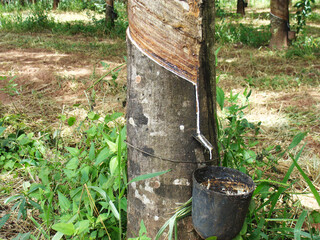 Rubber tree &ndash; seringueira &ndash; Euphorbiaceae &ndash; rubber tree milk &ndash; latex