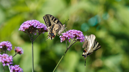 Distinctive butterflies, Scarce swallowtail (Iphiclides podalirius) and Old World swallowtail (Papilio machaon) pausing on a purpletop vervain flower feeding on its nectar