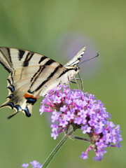 Iphiclides podalirius -  Scarce swallowtail, Underside view,  resting on a purpletop vervain flower (Verbena Bonariensis)