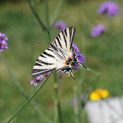 Iphiclides podalirius -  Scarce swallowtail, Upperside view,  resting on a purpletop vervain flower (Verbena Bonariensis)