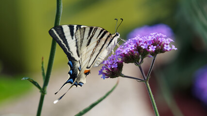 (Iphiclides podalirius) Scarce swallowtail or sail swallowtail with protruding tails on a purpletop...