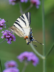 (Iphiclides podalirius) Scarce swallowtail. Large butterfly with long tail, creamy white wings with black tiger stripes, blue crescent markings, back corner with orange spot 