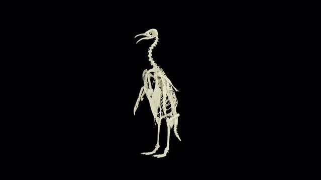 Penguin Bone, Animation.3840×2160.11 Second Long.Transparent Alpha video.