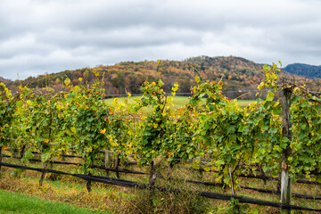 Fototapeta na wymiar Autumn fall season countryside at Charlottesville winery vineyard in Blue Ridge mountains of Virginia with cloudy sky and rolling hills